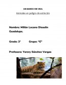 UN MUNDO SIN VIDA: Animales en peligro de extinción