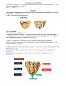Anatomia practica terapia ocupacional