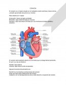 Anatomia del corazon. Vascularización e inervación