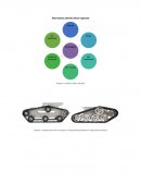 Imagen 2 Configuración de las orugas a) Trapezoidal equilátero b) Trapezoidal escaleno