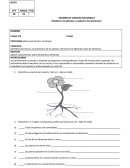Identificar funciones y características de las plantas, Reconocer los diferentes tipos de alimentos.