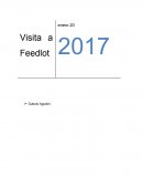 Visita a Feedlot