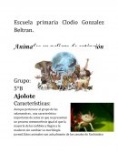 Animales en peligro de extinción Características