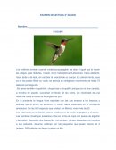 EXAMEN DE LECTURA 4° GRADO El COLIBRÍ