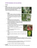 Como se dan las Enfermedades de las plantas