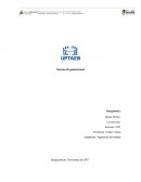 Como se da un bunSistema organizacional