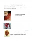 Informe de laboratorio de disección del corazón