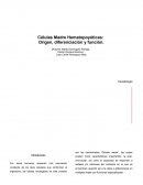 Células Madre Hematopoyéticas: Origen, diferenciación y función