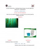Práctica de laboratorio n°2.- El efecto de los fertilizantes sobre las algas