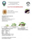 CULTIVO DE BERENJENA