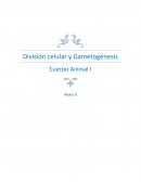 División celular y Gametogénesis Cuerpo Animal I