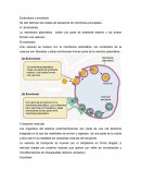 Exoxitosis y endocitosisSe han definido dos clases de transporte de membrana principales .