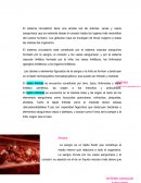SISTEMA CIRCULATORIO RESUMEN