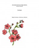 Eutonasia, ortotanasia, distanasia