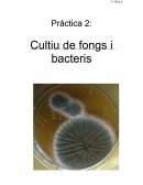 El nuevo Informe biologia "cultiu de bacteris"
