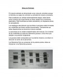 El músculo estriado es denominado como músculo voluntario porque el individuo es capaz de controlar su actividad de manera consciente.