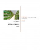 Hidroponia Un sistema de cultivo basado en distintas medidas en el empleo del agua.
