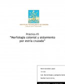 Práctica #3 “Morfología colonial y aislamiento por estría cruzada”