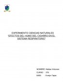 EXPERIMENTO CIENCIAS NATURALES “EFECTOS DEL HUMO DEL CIGARRO EN EL SISTEMA RESPIRATORIO”