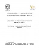 PRACTICA: MORFOLOGIA Y ANATOMIA DE BRIOFITAS