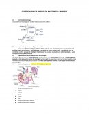 CUESTIONARIO 3º UNIDAD DE ANATOMÍA – MOR 017
