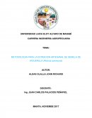 METODOLOGIA PARA LA EXTRACION ARTESANAL DE SEMILLA DE HIGUERILLA (Ricinus communis)