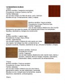 Swietenia macrophylla