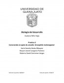 Conociendo al sujeto de estudio: Drosophila melanogaster
