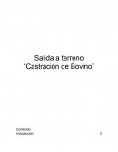 Salida a terreno “Castración de Bovino”