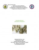 El nuevo Trabajo escrito sobre el Cannabis