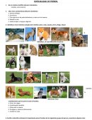 Especialidad de perros conquistadores 2017 Citar cinco características del perro doméstico