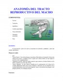 Anatomia aparato reproductor macho