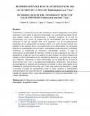 DETERMINACIÒN DEL EFECTO ANTIOXIDANTE DE LOS ALCALOIDES DE LA HOJA DE Erythroxylum coca “Coca”.