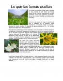 Lo que las lomas ocultan