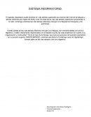 ANATOMIA DEL SISTEMA RESPIRATORIO. HISTORIA CLINICA