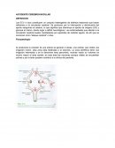 COMO SURGIO EL ACCIDENTE CEREBROVASCULAR