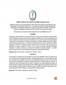 MODELO CINÉTICO DEL SECADO DE MANGO (Mangifera indica)