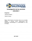 Determinación del principio activo de la orquídea (Maigua) y escancel (Aerva sanguinolenta) para tratamientos farmacológicos en enfermedades de tipo oncológico.