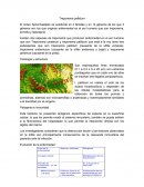 Treponema pallidum. Patogenia e inmunidad