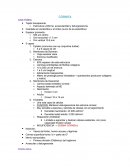 CORNEA y ESCLEROTICA