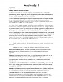 Tema 14. Anatomía funcional del raquis.