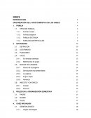 Proyecto Organización domestica