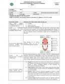 Tercer molar estructura interna