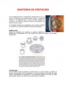 Es una lentilla biconvexa y transparente, situada entre el iris y el vítreo.