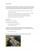 El comienzo de la recogida debe realizarse en el punto más alejado al lugar de vertido.