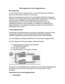 Microorganismos y ciclos biogeoquímicos