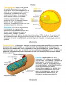 Estructura y funciones; partes de la célula
