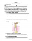 EXAMEN CURSO DE ANATOMIA Y FISIOLOGIA