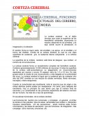 CORTEZA CEREBRAL, FUNCIONES INTELECTUALES DEL CEREBRO, APRENDIZAJE Y MEMORIA