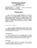 Tráquea y Bronquios - Histología